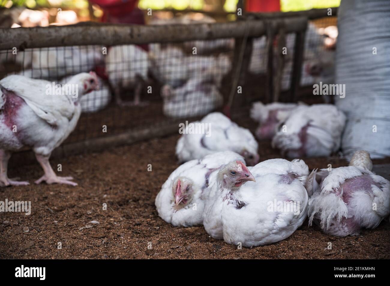 Ein Blick auf die Geflügelfarm in Tehatta. Experten sagen, Vogelgrippe oder Vogelgrippe ist eine Art von Vogelgrippe. Dafür ist das H5N1-Virus verantwortlich. Das Virus kann durch Geflügelfleisch und Eier, die mit der Vogelgrippe infiziert sind, in den menschlichen Körper gelangen. Unterdessen erschreckt Vogelgrippe in mehreren Staaten des Landes. Die Zentralregierung Indiens gibt Vogelgrippewarnungen in Madhya Pradesh, Rajasthan, Haryana, Himachal Pradesh, Kerala, Karnataka und Tamil Nadu aus. In Gebieten, in denen bisher Vogelgrippewarnungen ausgestellt wurden, wurden der Verkauf und die Lieferung von Geflügel, Fisch, Eiern und anderen Geflügelprodukten ausgesetzt. Stockfoto