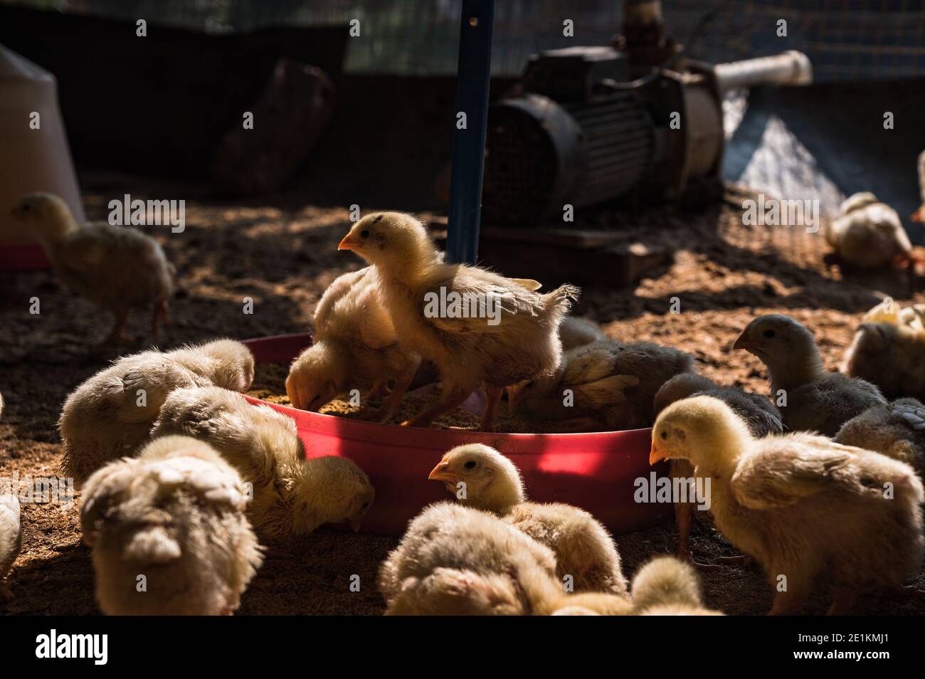 Ein Blick auf die Geflügelfarm in Tehatta. Experten sagen, Vogelgrippe oder Vogelgrippe ist eine Art von Vogelgrippe. Dafür ist das H5N1-Virus verantwortlich. Das Virus kann durch Geflügelfleisch und Eier, die mit der Vogelgrippe infiziert sind, in den menschlichen Körper gelangen. Unterdessen erschreckt Vogelgrippe in mehreren Staaten des Landes. Die Zentralregierung Indiens gibt Vogelgrippewarnungen in Madhya Pradesh, Rajasthan, Haryana, Himachal Pradesh, Kerala, Karnataka und Tamil Nadu aus. In Gebieten, in denen bisher Vogelgrippewarnungen ausgestellt wurden, wurden der Verkauf und die Lieferung von Geflügel, Fisch, Eiern und anderen Geflügelprodukten ausgesetzt. Stockfoto