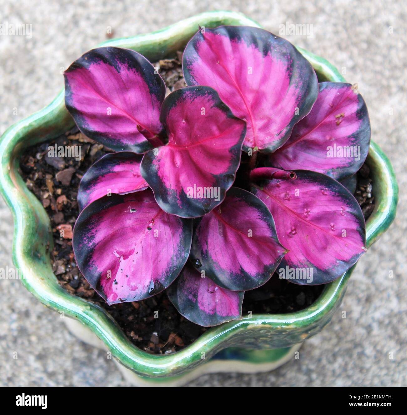 Calathea Roseopicta Rosy, auch Rose Painted Calathea genannt  Stockfotografie - Alamy
