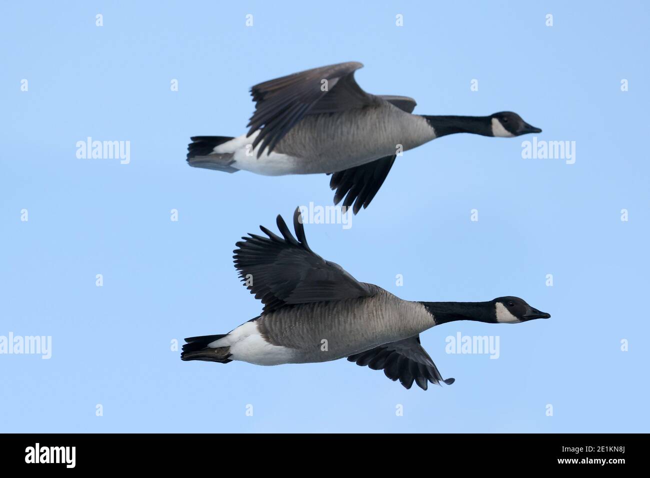 Kanadagänse schwimmen und fliegen im Winter am See Stockfoto