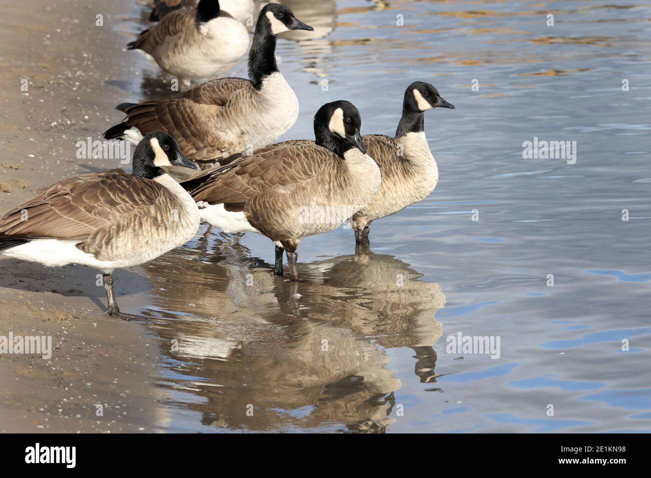 Kanadagänse schwimmen und fliegen im Winter am See Stockfoto