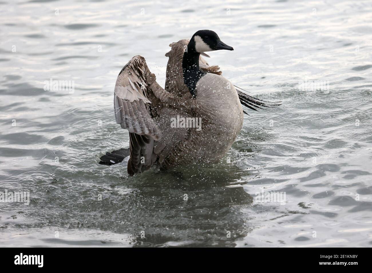 Kanadagänse schwimmen und fliegen im Winter am See Stockfoto