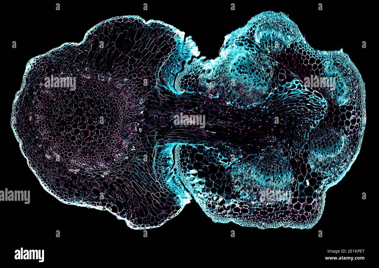 Querschnitt unter dem Mikroskop geschnitten – mikroskopische Ansicht von Pflanzenzellen für die botanische Erziehung Stockfoto