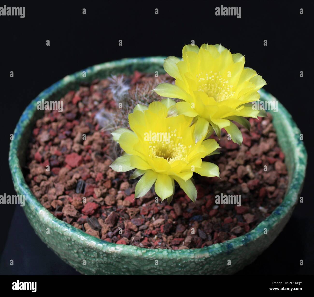 Echinopsis Leucomalla, Lobivia Aurea var. Leucomalla, Goldener Easter Lily Kaktus. Stockfoto