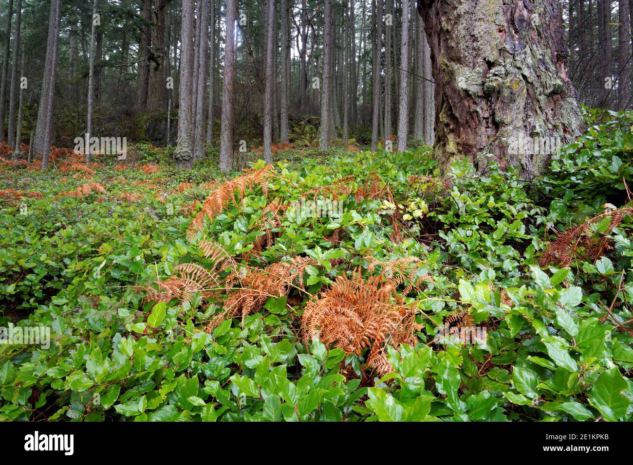 Bracken Farn (pteridium aquilinum) in Herbstfärbung gemischt mit salalen (Gaultheria shallon) Büschen in Lichtung von Douglas-Tannenwald, Washington Park, an Stockfoto
