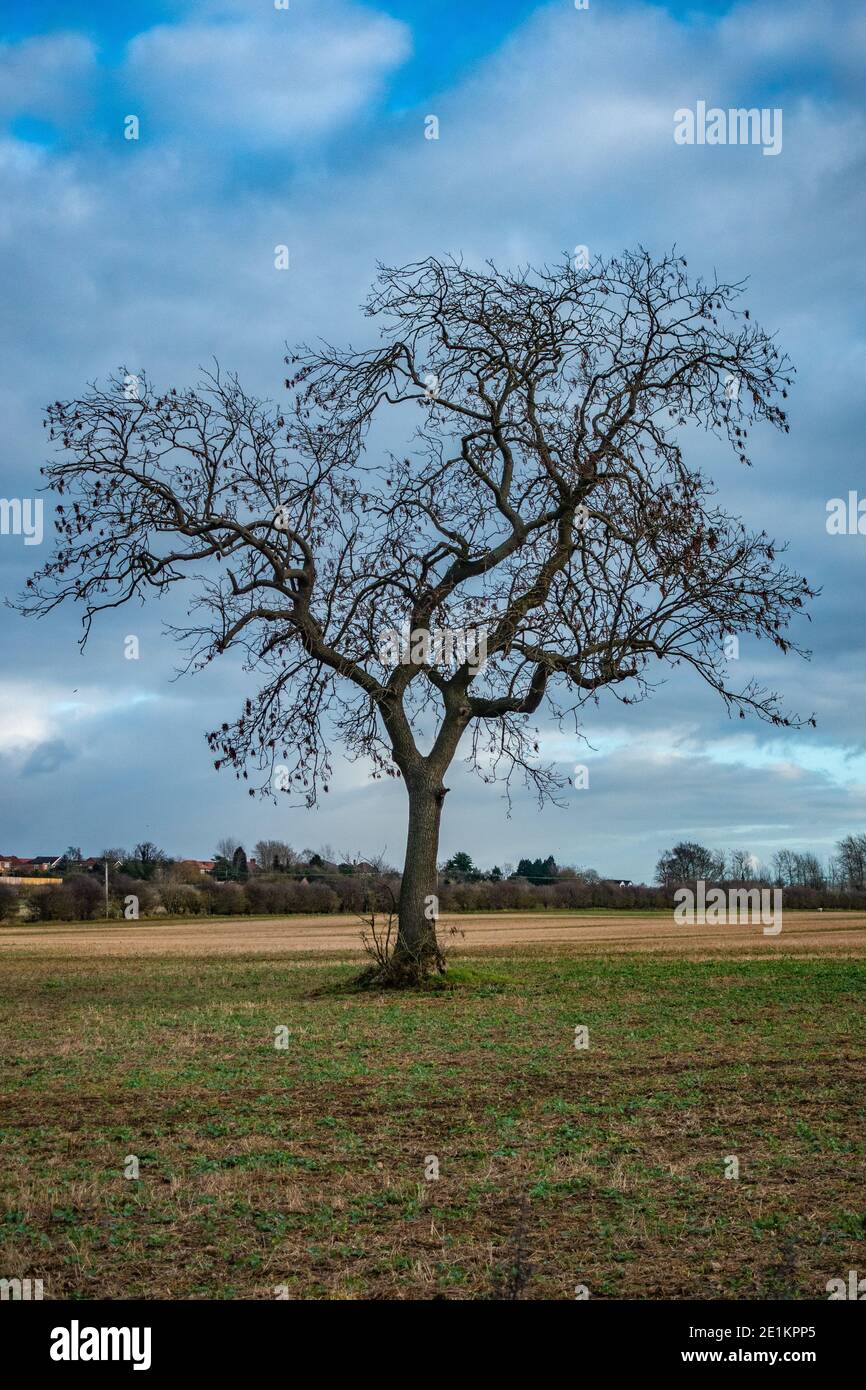 Silhouette eines einzelnen Baumes allein in der Mitte eines Ein Stockfoto