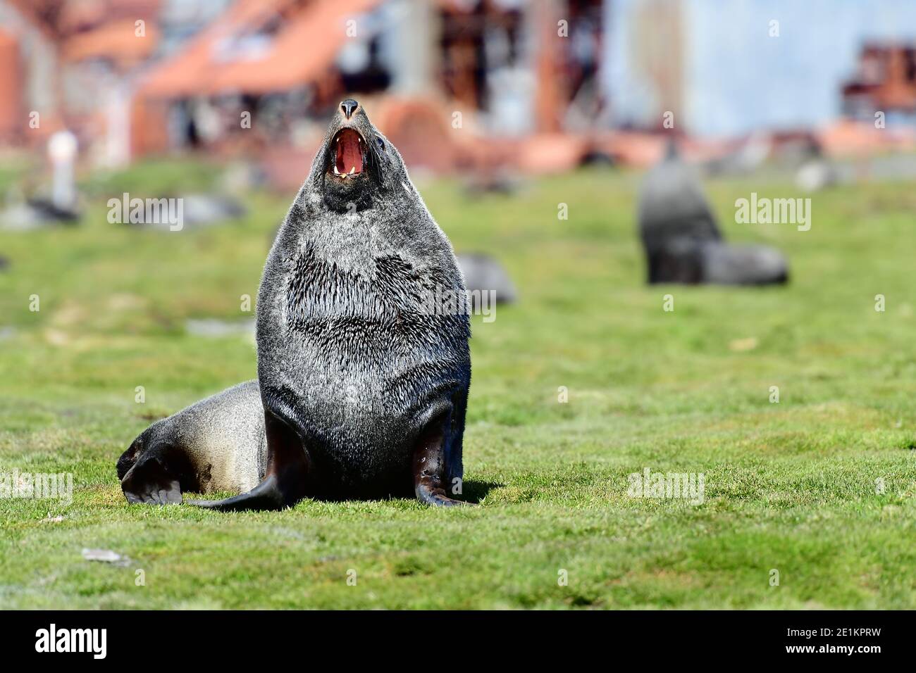 Antarktische Seehunde (Arctocephalus gazella) inmitten der Ruinen der Stromness Whaling Station. Historisches Wahrzeichen der Walfangindustrie. Stockfoto