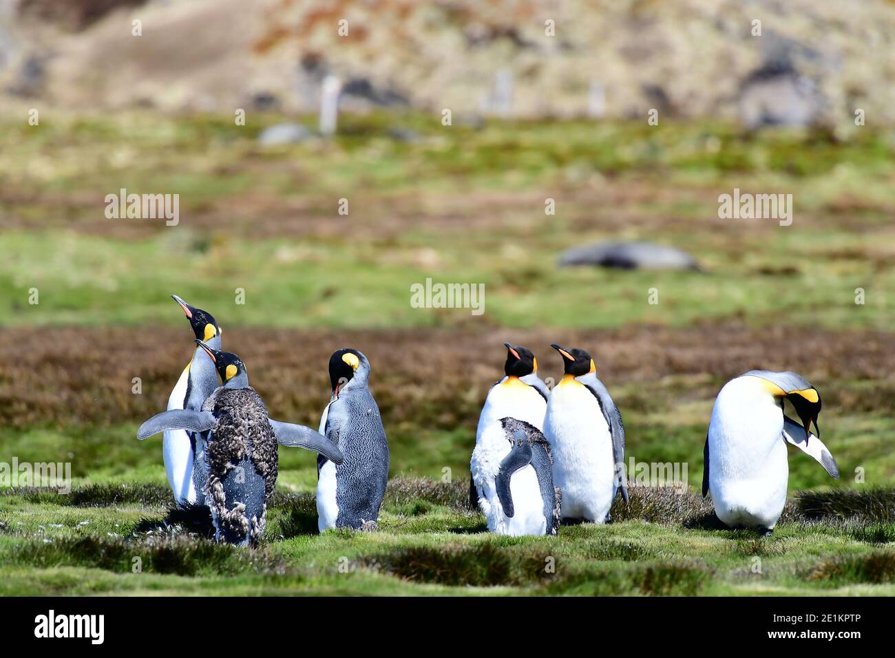 Königspinguine (Aptenodytes patagonicus) in der Federmausung auf der Graslandebene der Insel Süd-Georgien, im südlichen Atlantischen Ozean. Stockfoto