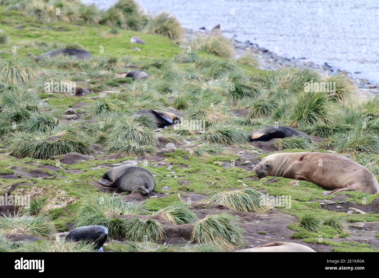 Südelefantenrobbe (Mirounga leonina) zusammen mit antarktischen Pelzrobben (Arctocephalus gazella) inmitten der Tossockengräser der Insel Süd-Georgien. Stockfoto