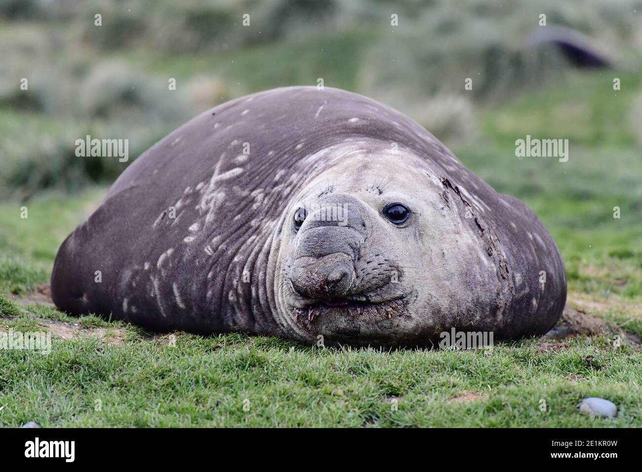 Südliche Elefantenrobbe (Mirounga leonina) Stier auf der Graslandebene der Insel Südgeorgien, im südlichen Atlantischen Ozean. Stockfoto