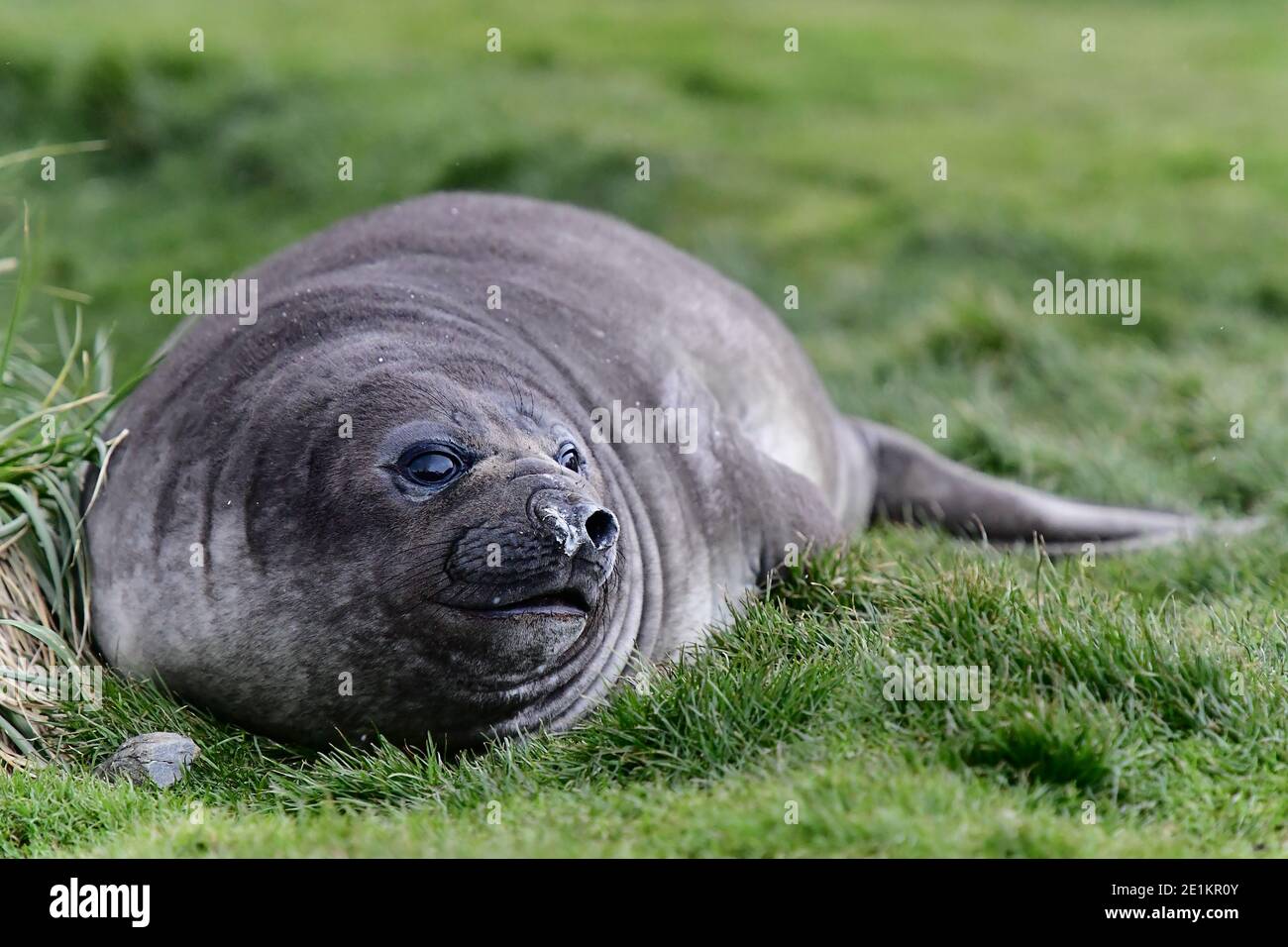 Südliche Elefantenrobbe (Mirounga leonina) Welpen auf den grasbewachsenen Flächen der Südgeorgien Insel, im Südatlantik. Stockfoto