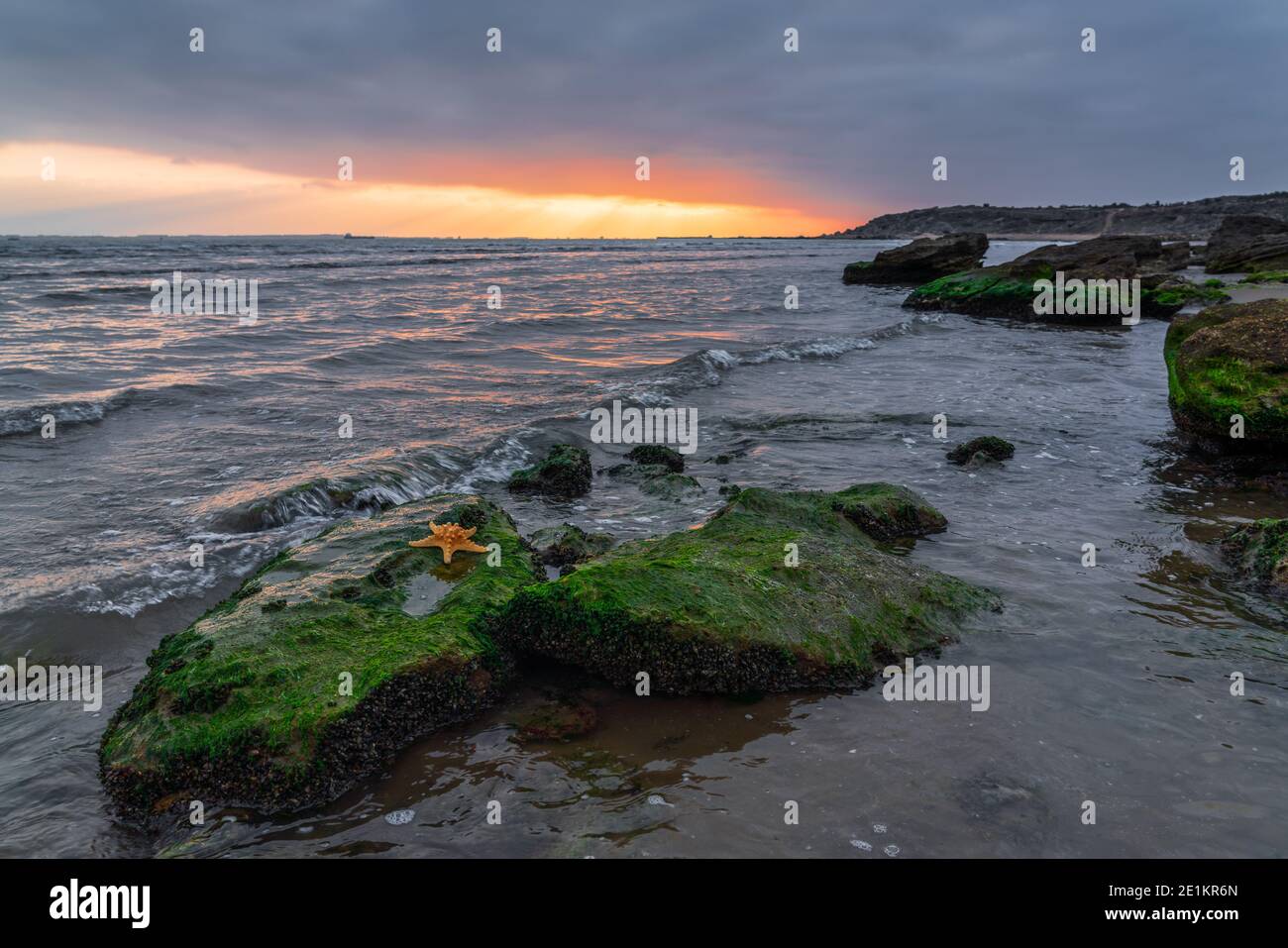 Seesterne auf einem mit Algen bedeckten Felsblock Stockfoto