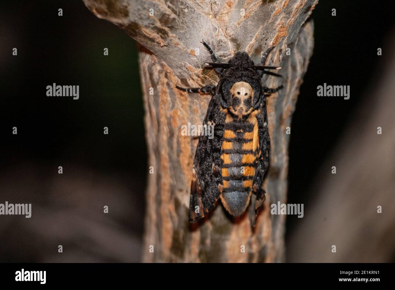 Acherontia atropos, die (afrikanischen) Todeskopf-Falkmotten, Todeskopf-Falkmots sind groß, von 3.5 bis 5 Zoll (80-120 mm) als Erwachsene. Stockfoto