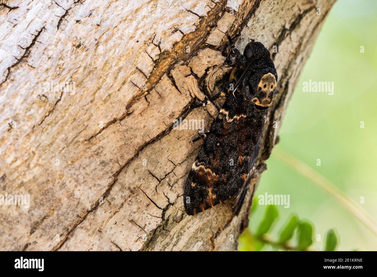 Acherontia atropos, die (afrikanischen) Todeskopf-Falkmotten, Todeskopf-Falkmots sind groß, von 3.5 bis 5 Zoll (80-120 mm) als Erwachsene. Stockfoto