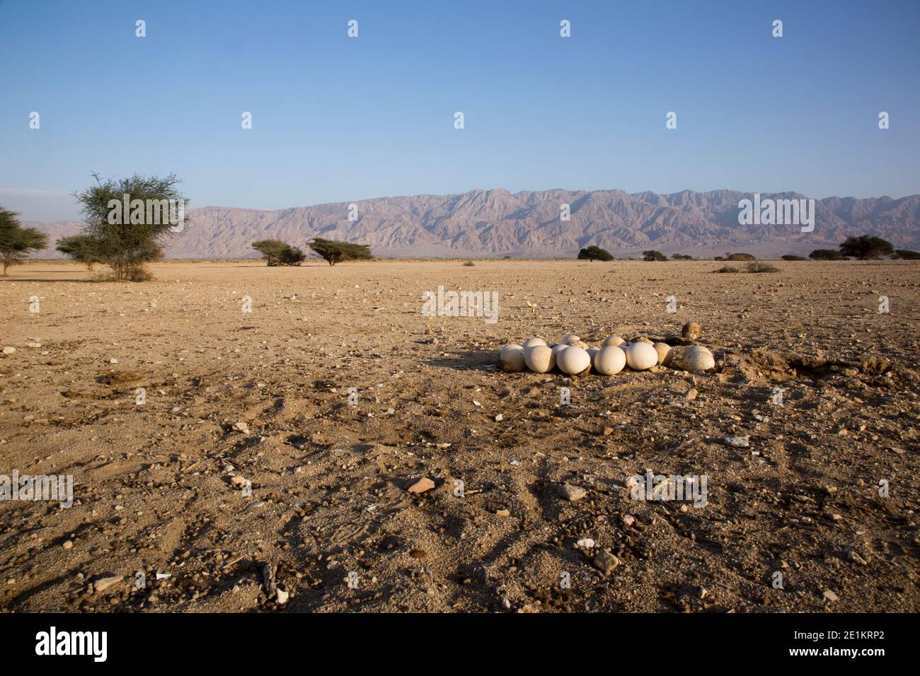 Eier in einem Nest eines Straußes (Struthio camelus) auf dem Boden. Die Eier sind im Vordergrund zu sehen. Fotografiert in der Hai Bar Reintroductio Stockfoto