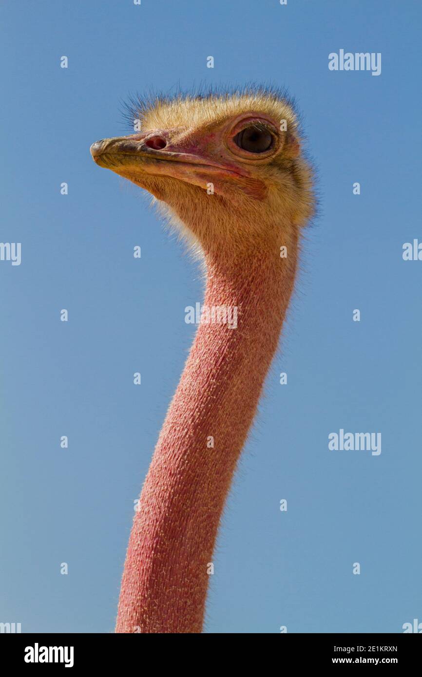 Nahaufnahme Porträt eines gewöhnlichen Straußes (Struthio camelus) Mit einem blauen Himmel Hintergrund Stockfoto