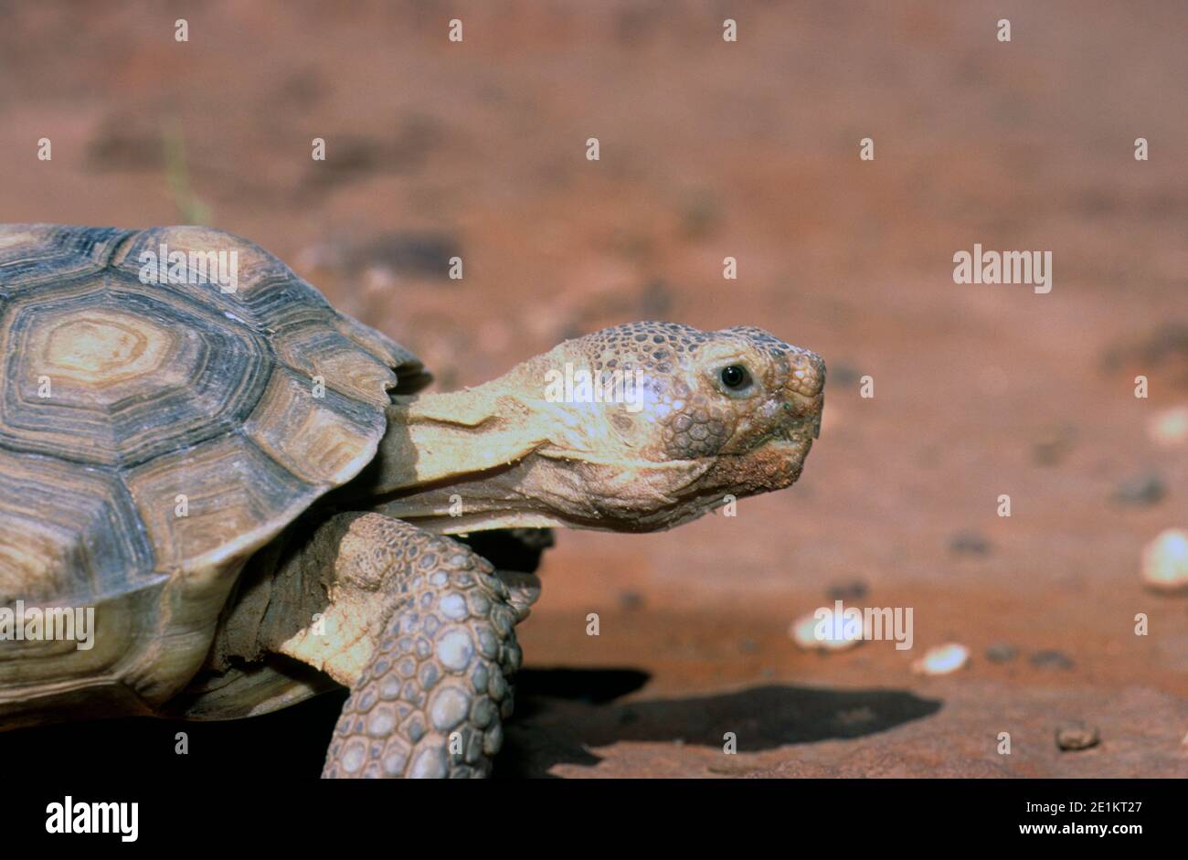 Wüstenschildkröte (Gopherus agassizii) Im Red Cliffs Desert Tortoise Reserve in SW Utah Stockfoto