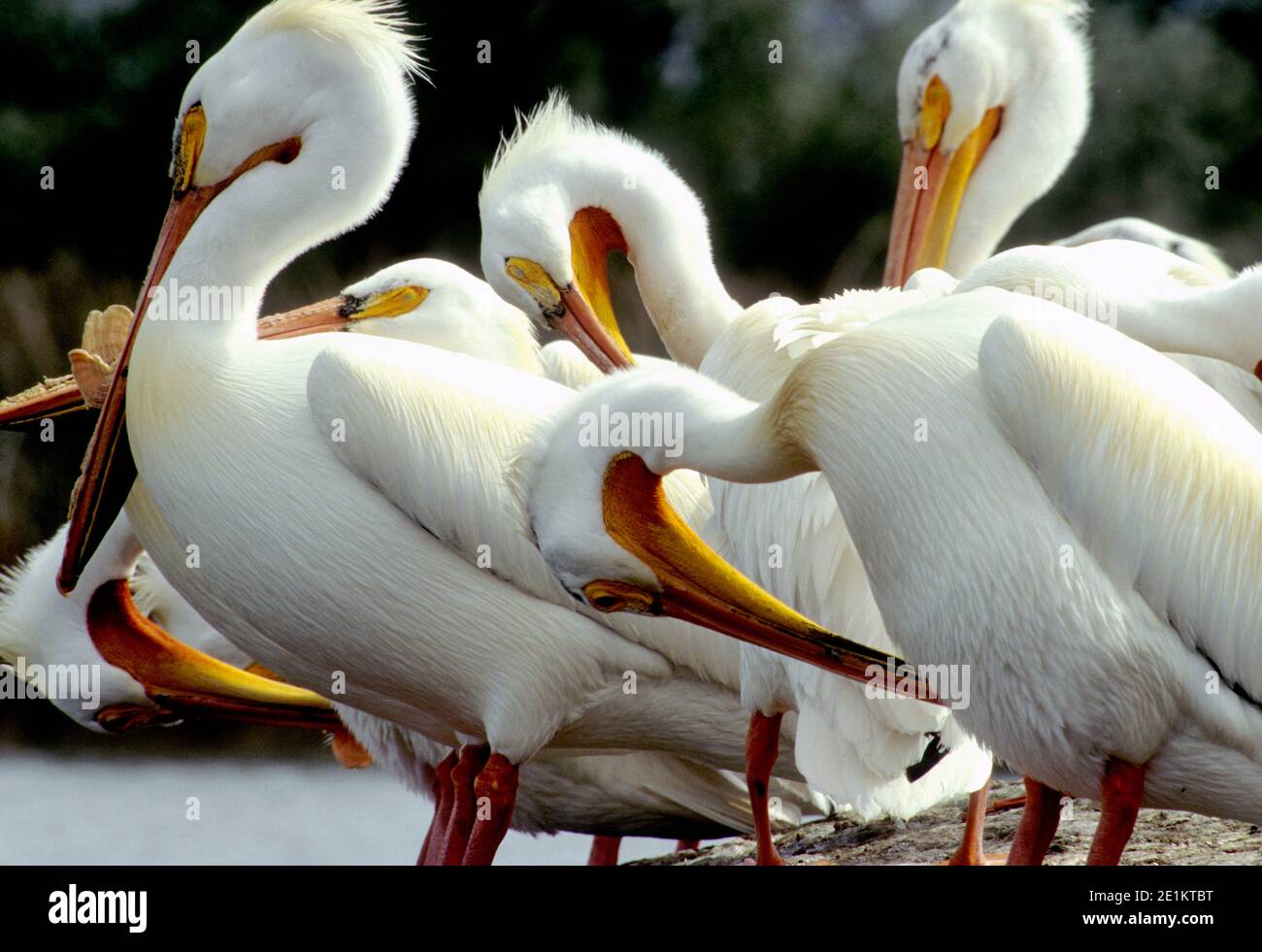 American White Pelicans (Pelicanus erythrorhynchos) Preening, Ft. Boise Wildlife Management Area, SW Idaho, USA Stockfoto