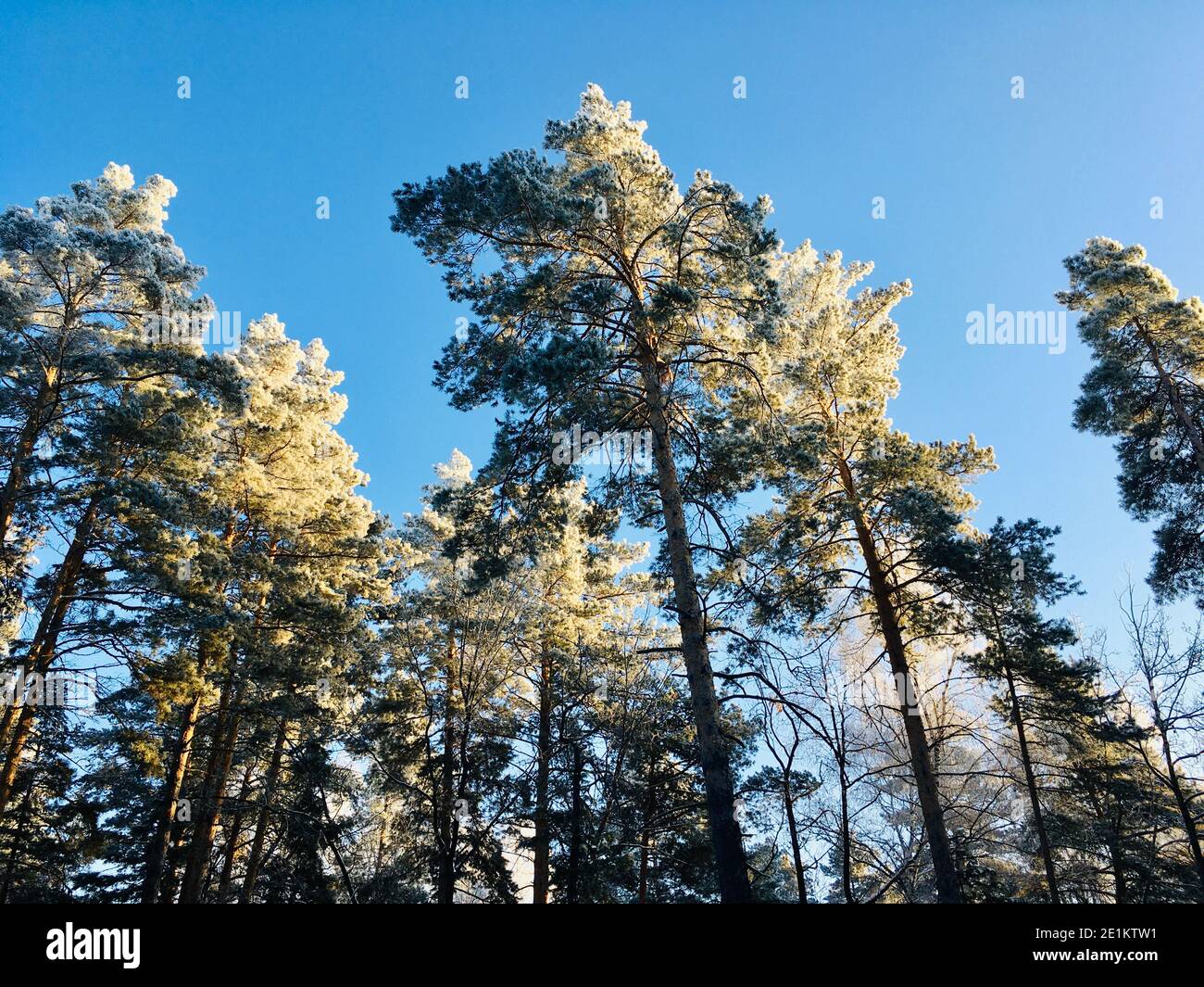 Wunderschöne Atmosphärische Landschaft. Winterlandschaft bei Sonnenaufgang Stockfoto