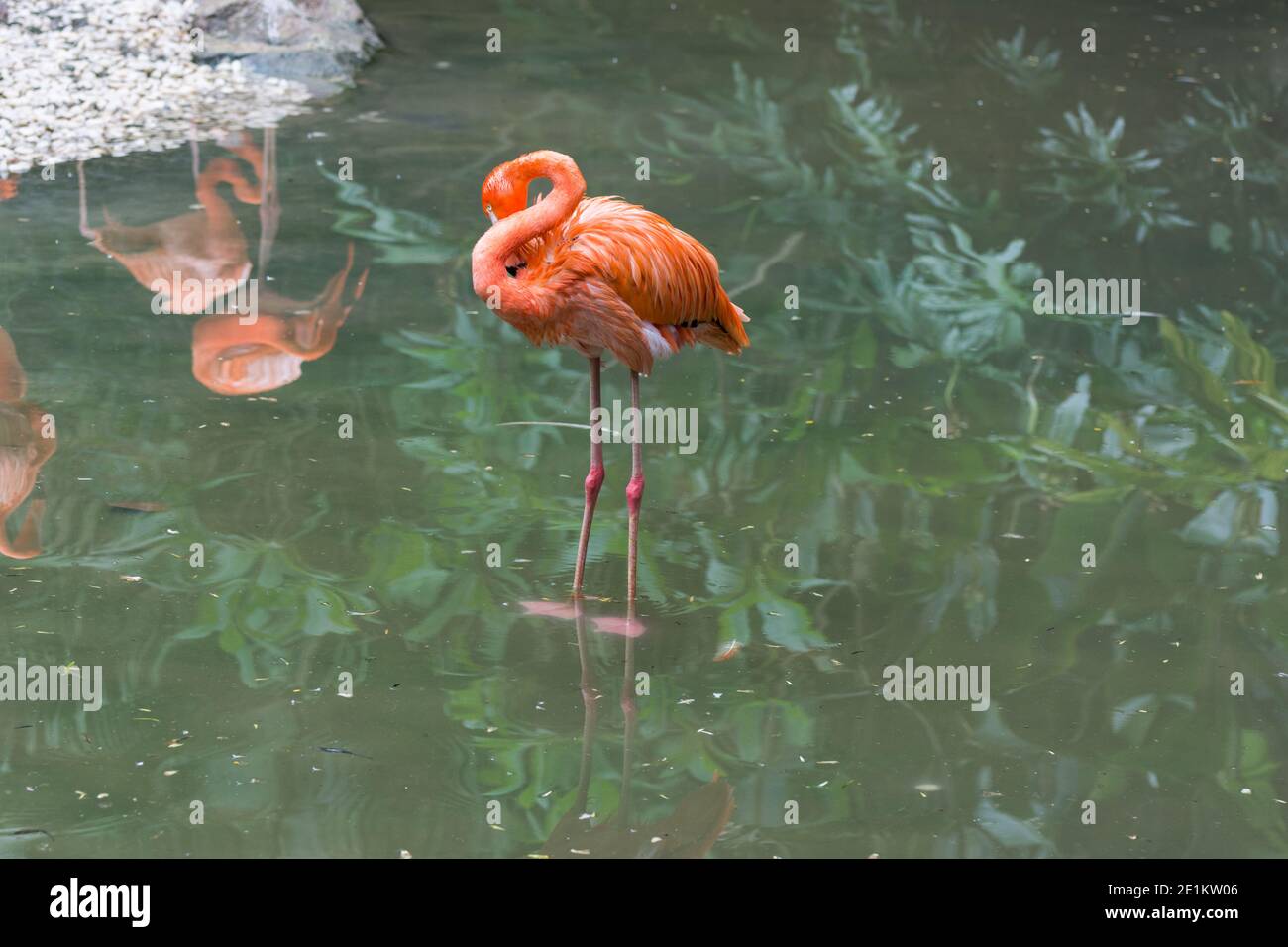 Ein rosa Flamingo schläft im See Stockfoto