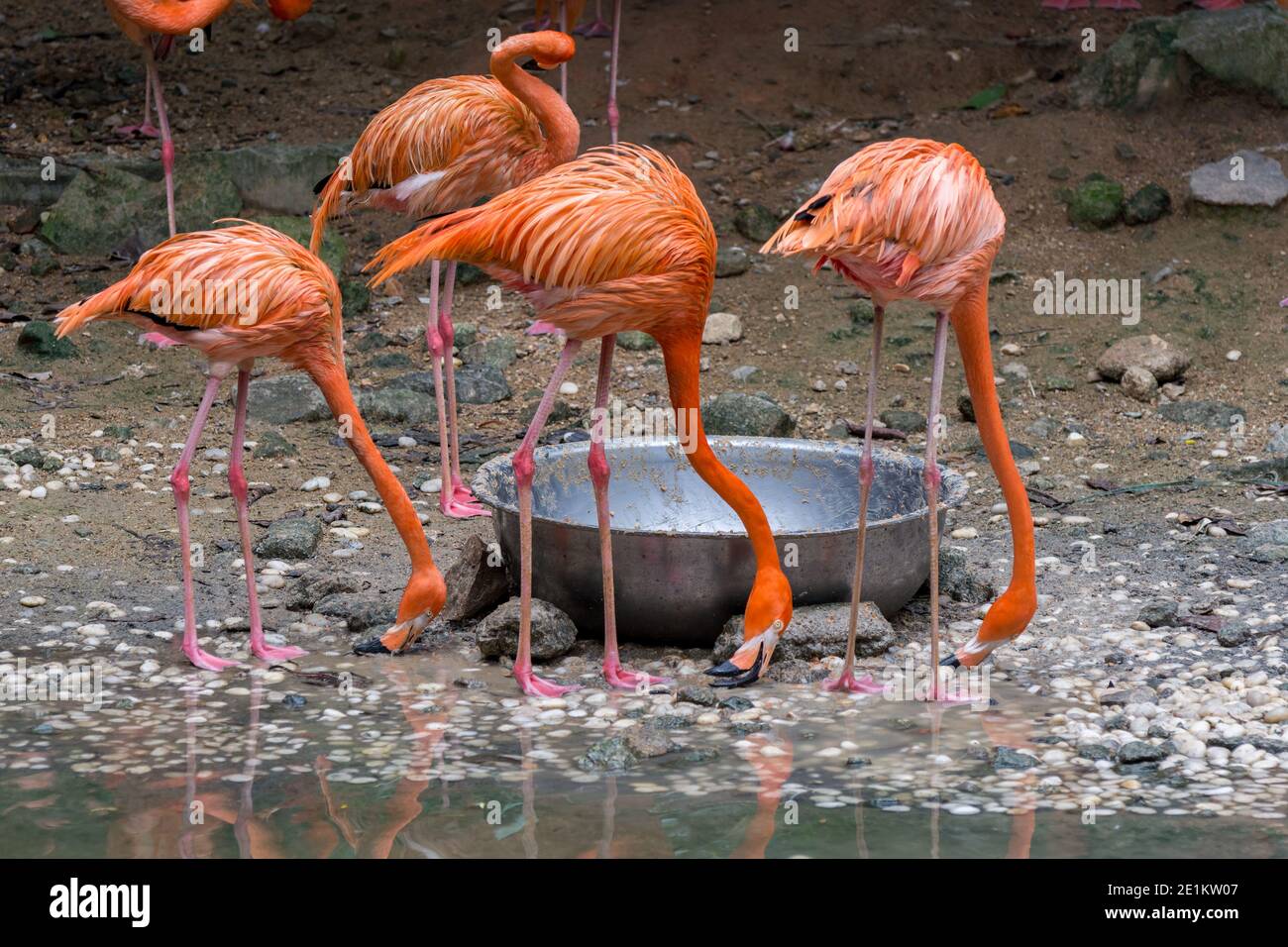 Rosa Flamingos Essen, eine Art Watvogel in der Familie Phoenicopteridae Stockfoto