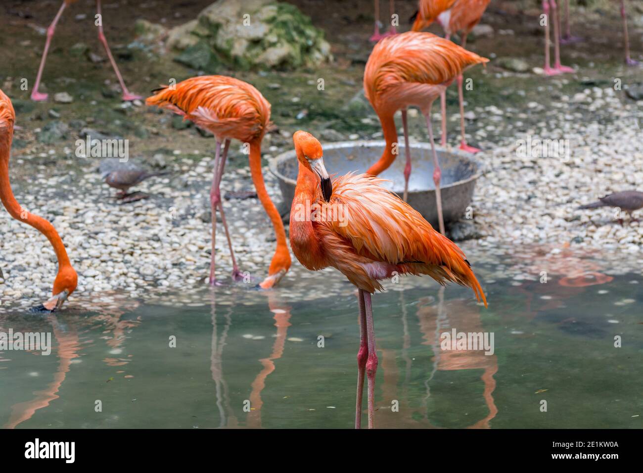 Eine Gruppe von Flamingo-Vögeln, die in einem See stehen Stockfoto