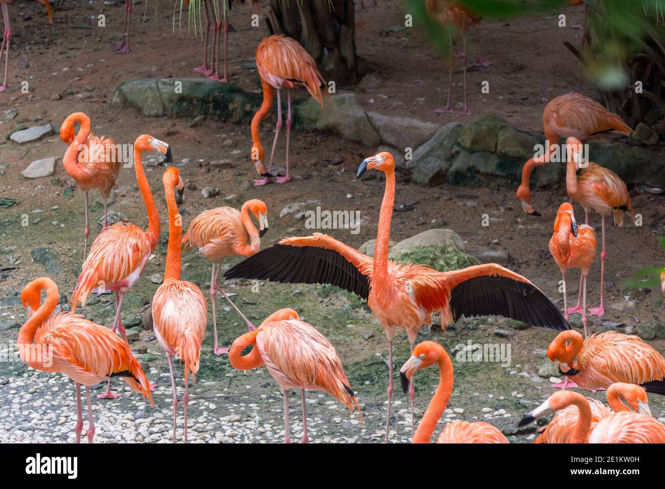 Flamingos flattern in einem Zoo Stockfoto