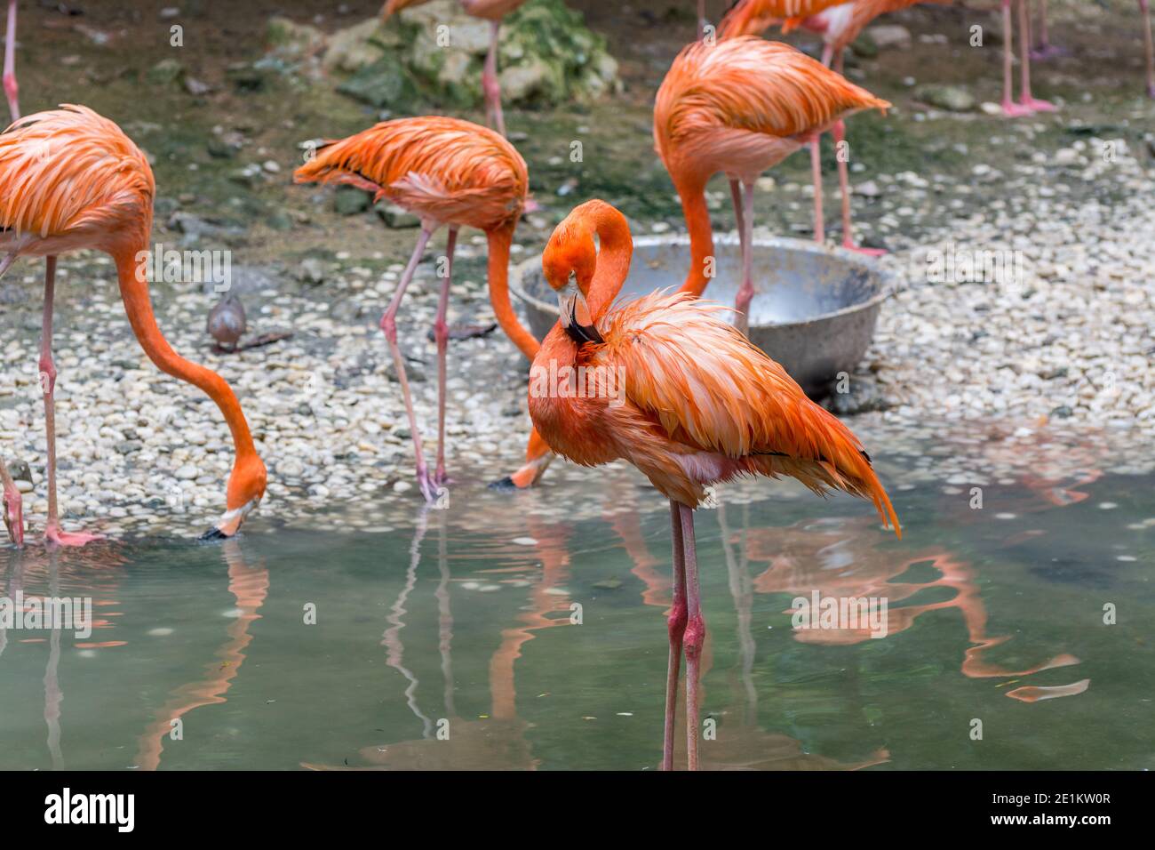 Eine Gruppe von Flamingo-Vögeln, die in einem See stehen Stockfoto