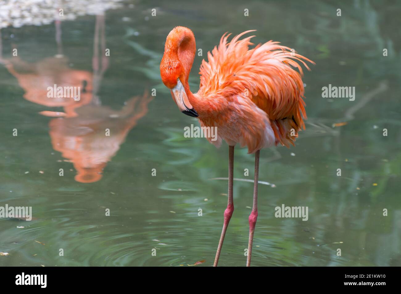 Ein rosa Flamingo schläft im See Stockfoto