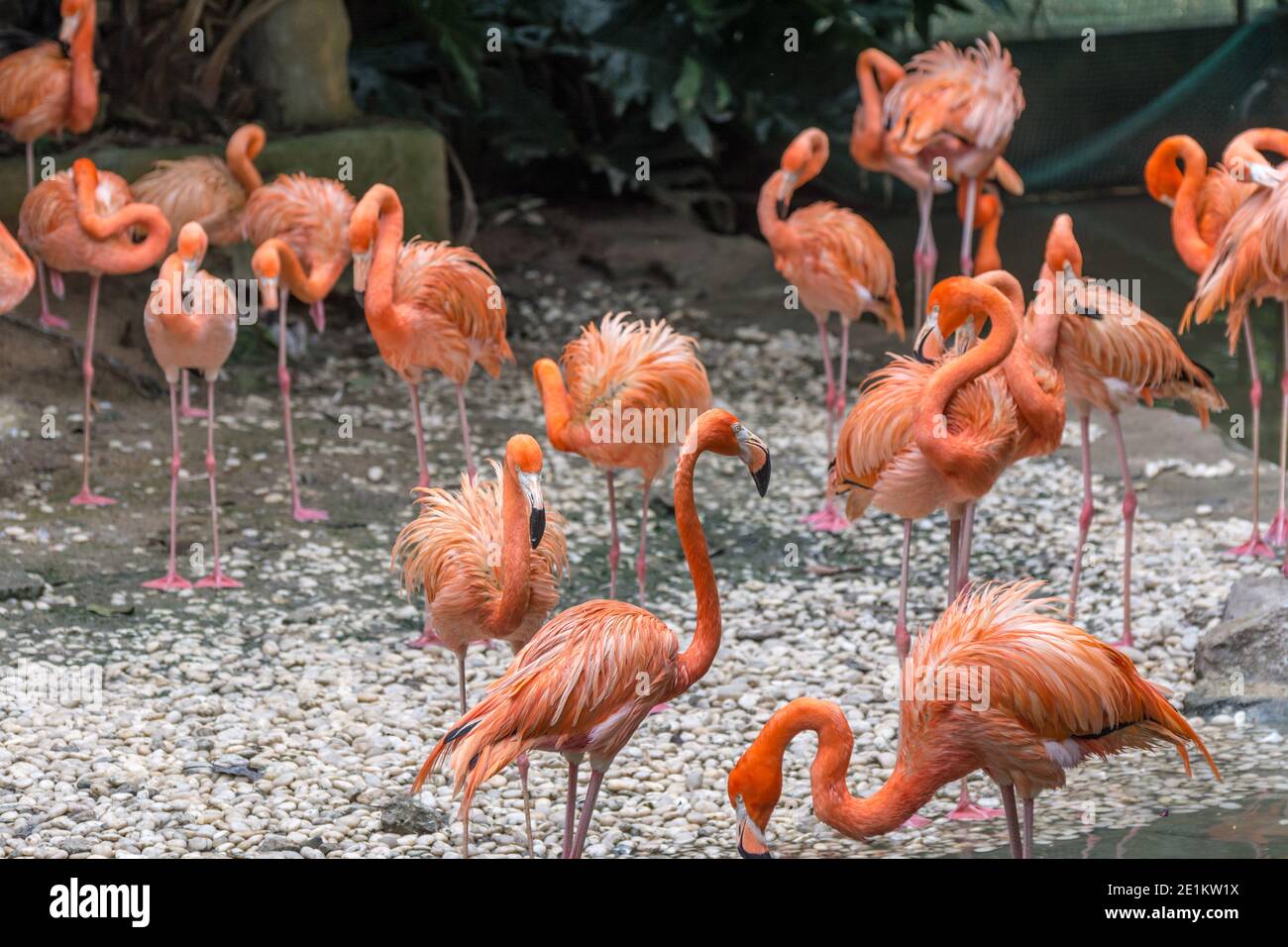 Eine Gruppe von Flamingo-Vögeln, die in einem See stehen Stockfoto