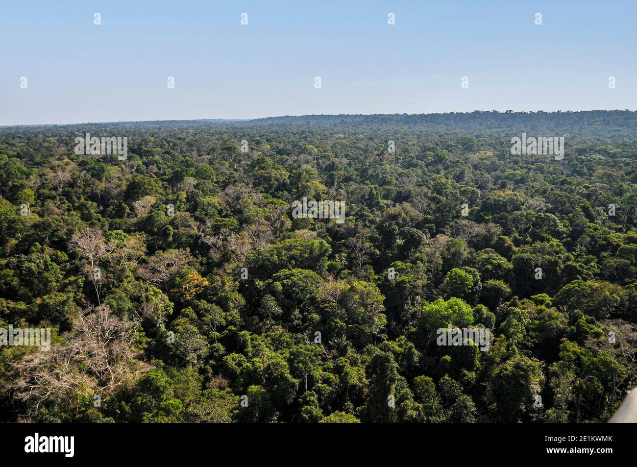 Luftaufnahme des brasilianischen Regenwaldes Stockfoto