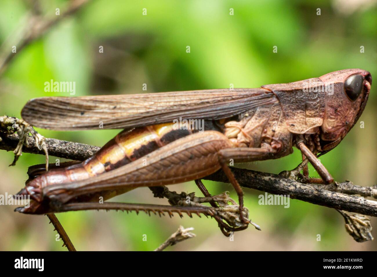 grasshopper mit einer braunen Farbe, die Holz ähnelt. Heuschrecken sind pflanzenfressende Insekten, die kurze Antennen haben.Tiere tarnen sich mit Baumzweig Stockfoto