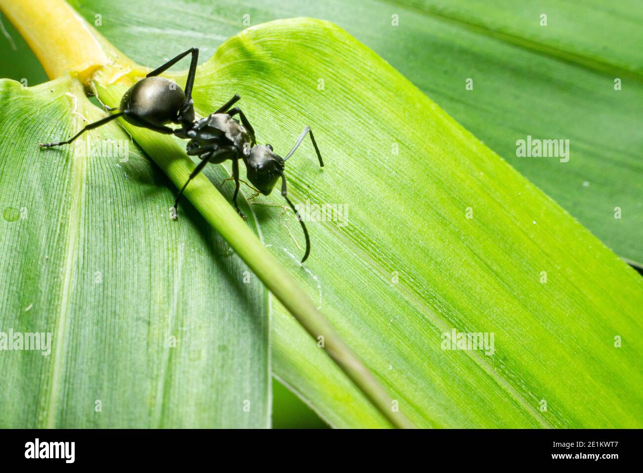 Schwarze Ameisen auf einem Bambusblatt Hintergrund. Eine der großen Ameisen. Insektenmitglieder des Stammes Formicidae, die Hymenoptera Rasse. Arten von Arbeiterinsekten Stockfoto