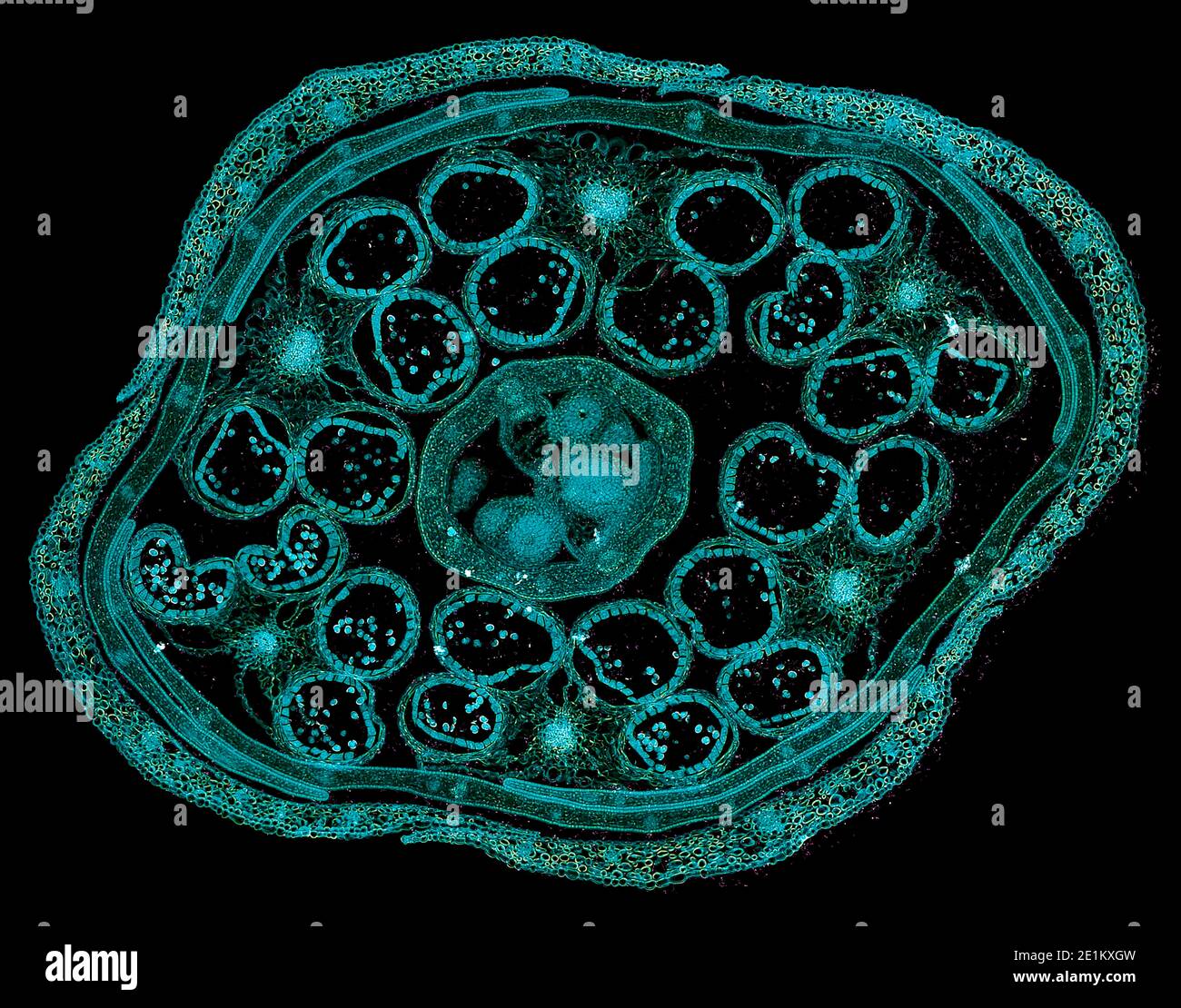 Querschnitt Schnitt von menschlichen Körperzellen unter einem wissenschaftlichen Mikroskop Stockfoto