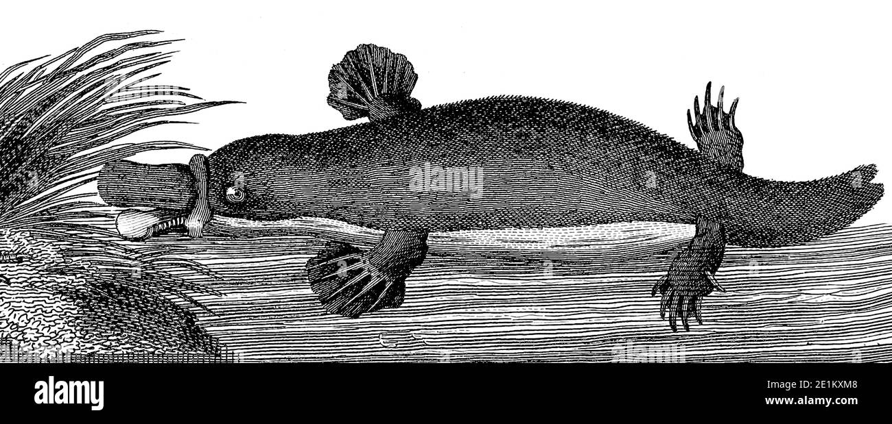 Der Schnabeltier (Ornithorhynchus anatinus), manchmal auch als Entenschnabelschnabelschnabel bezeichnet, ist ein semiaquatisches, eierlegende Säugetier, das in Ostaustralien, einschließlich Tasmanien, endemisch ist. Der Schnabeltier ist der einzige lebende Vertreter seiner Familie (Ornithorhynchidae) und Gattung (Ornithorhynchus), obwohl eine Reihe von verwandten Arten in der fossilen Aufzeichnung erscheinen. Kupferstich aus der Encyclopedia Londinensis oder, Universal Wörterbuch der Künste, Wissenschaften und Literatur; Band XX; herausgegeben von Wilkes, John. Veröffentlicht 1825 in London Stockfoto