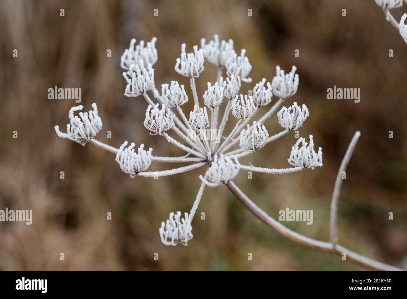 Nahaufnahme einer mit Eispartikeln bedeckten Nabelschaufel-Blume. Symbol für kaltes Wetter und Wintersaison. Stockfoto