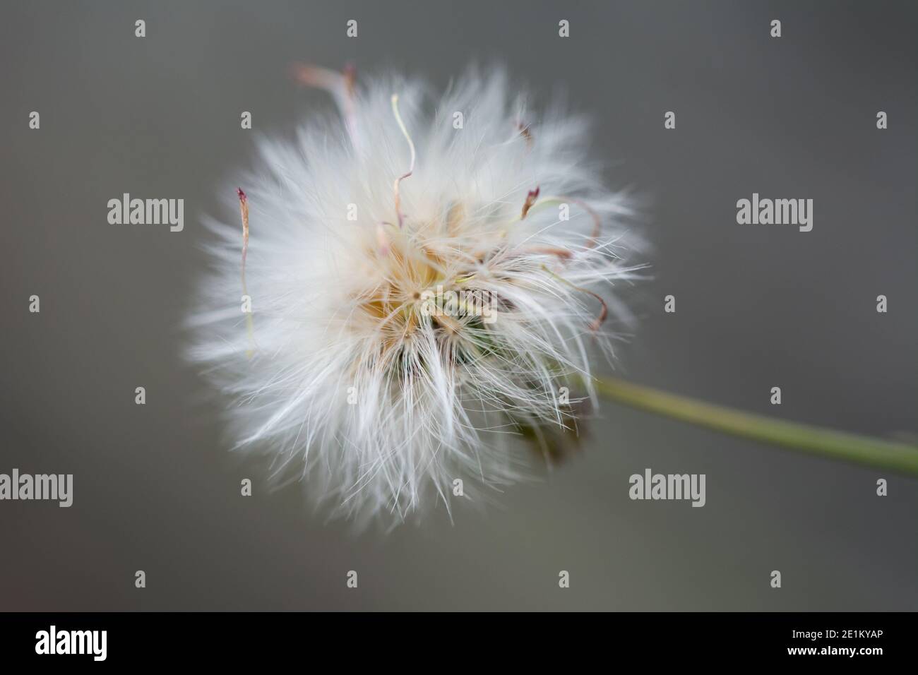 Natur Hintergrund der Löwenzahn Blume (taraxacum), eine große Gattung von blühenden Pflanzen in der Familie Asteraceae, die von Arten allgemein bekannt besteht Stockfoto