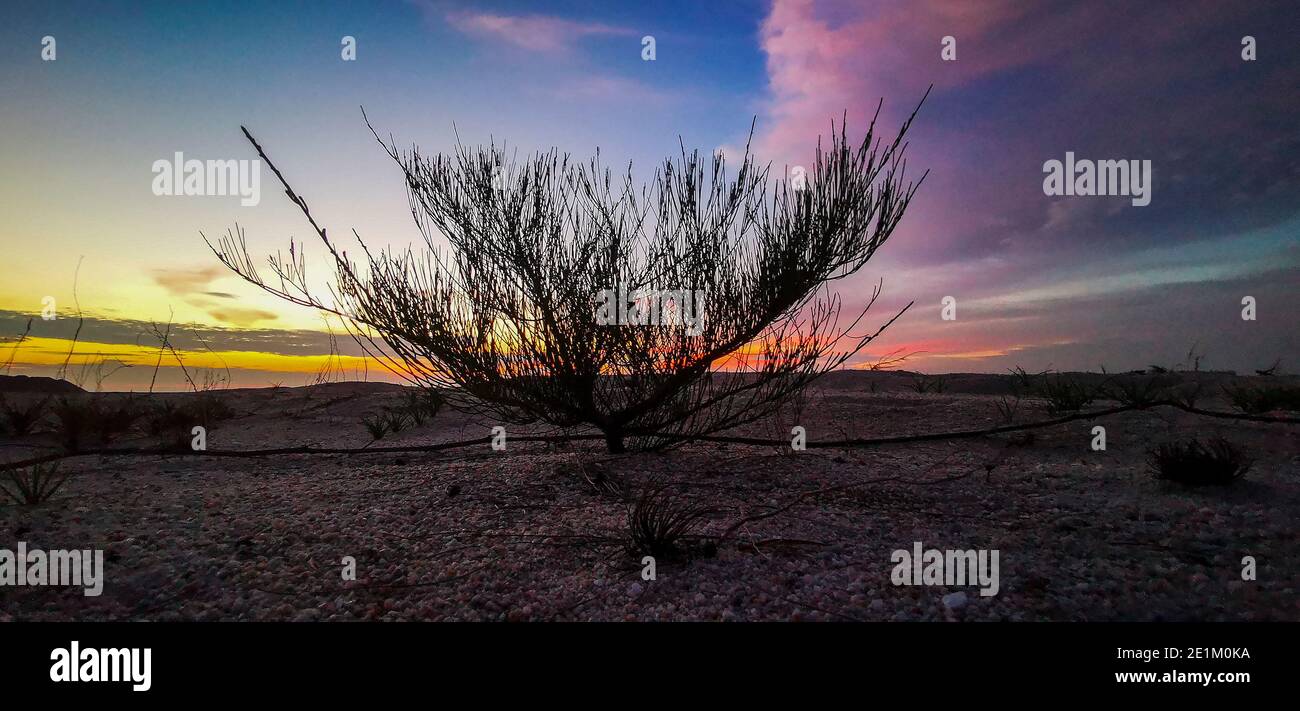 Wilder Baum am Strand Stockfoto