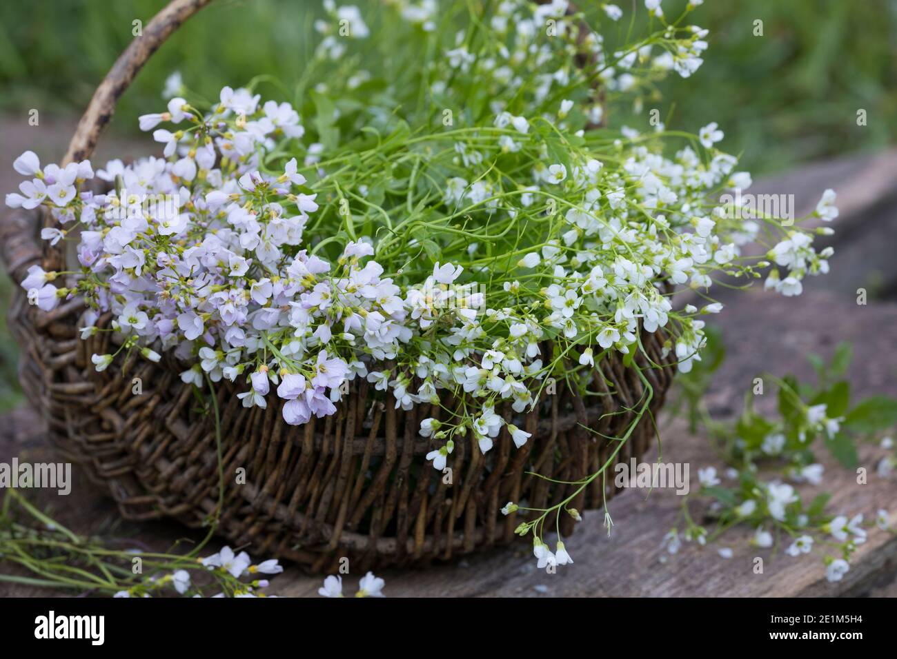 Wiesen-Schaumkraut (links) und Bitteres Schaumkraut (rechts) ernten, Kräuter sammeln, Korb, Sammelkorb, Wiesen-Schaumkraut, Wiesenschaum Stockfoto