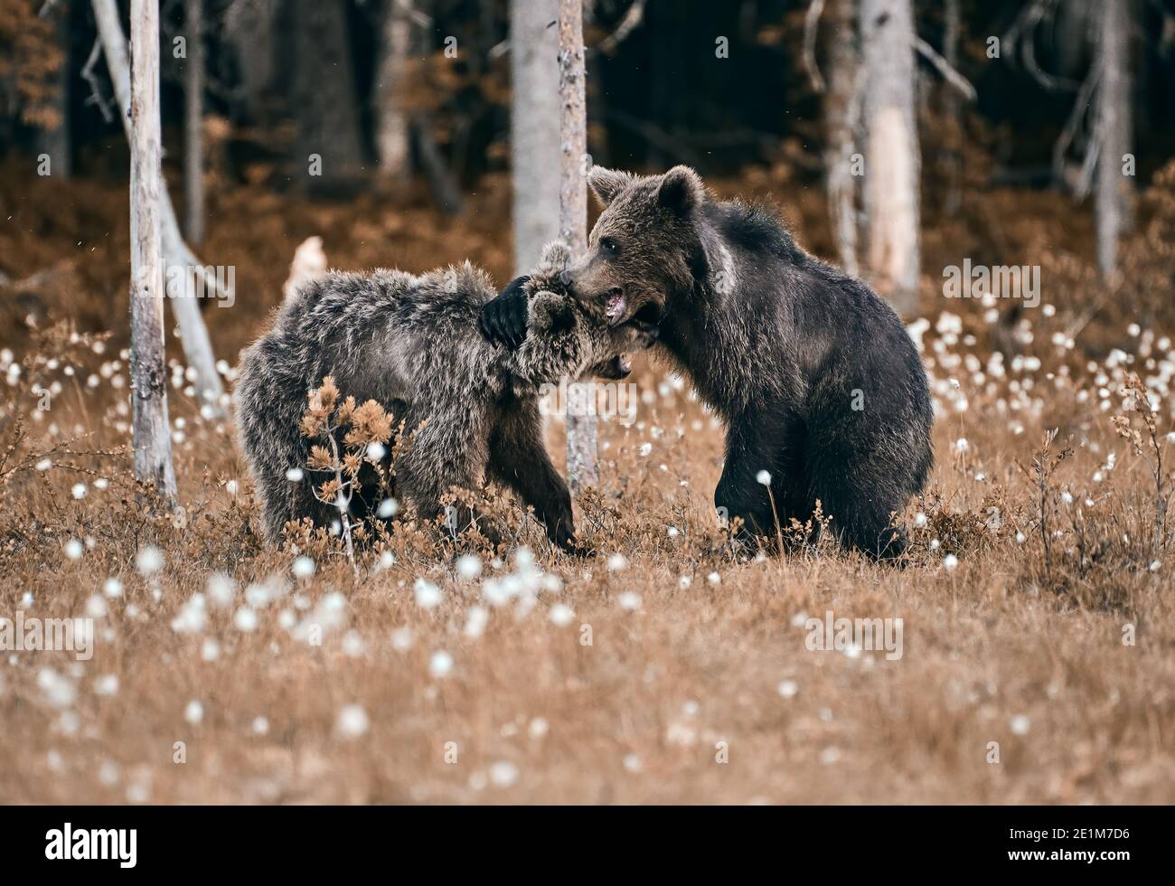 Junger Braunbär aus Dampf und ruht sich am Sommerabend am Waldrand in Ostfinnland gegen einen anderen Bären aus. Stockfoto