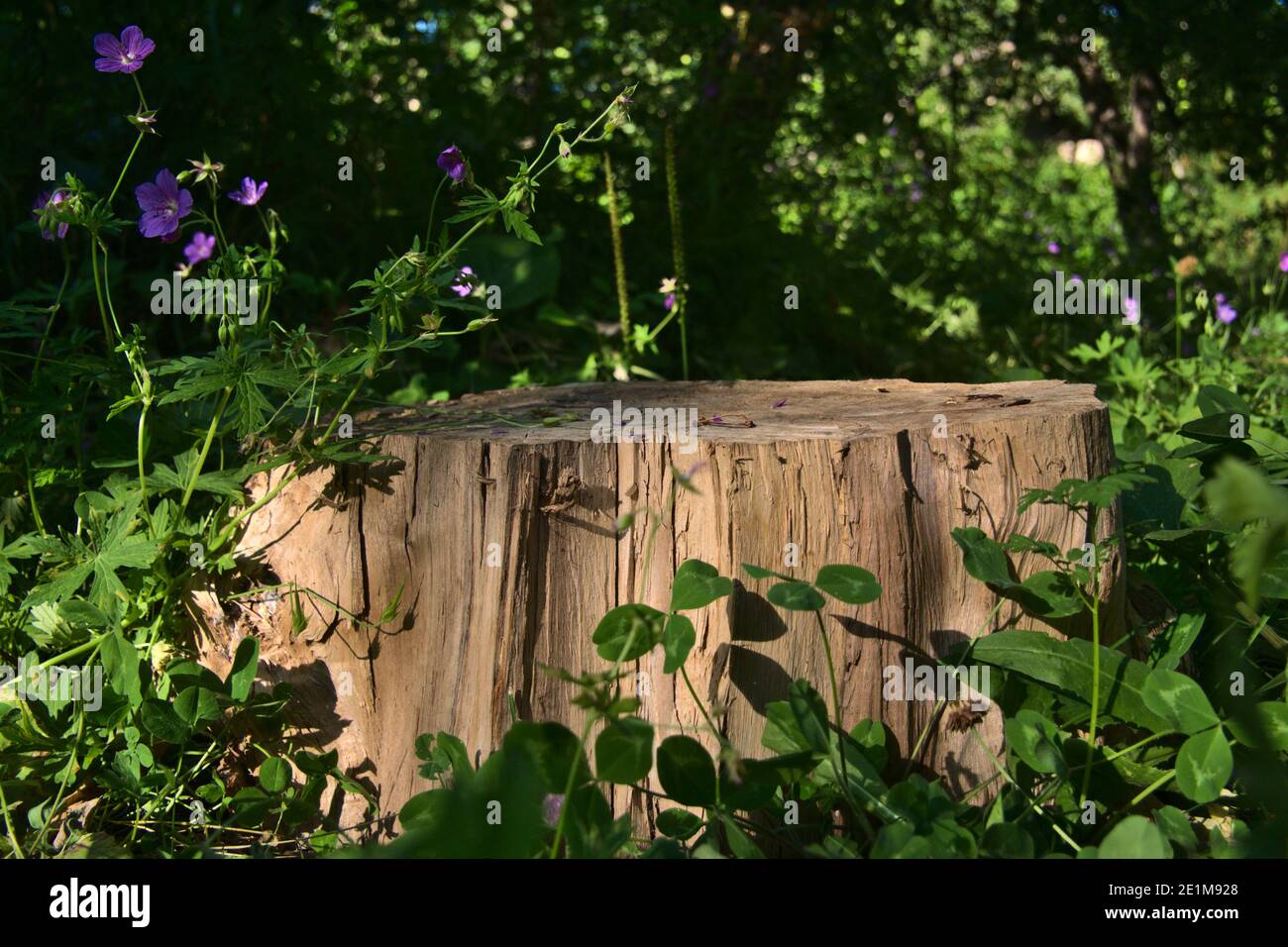 Eine einzelne gefällte Baumscheibe unter Blumen, grünen Gräsern und Ästen. Stockfoto
