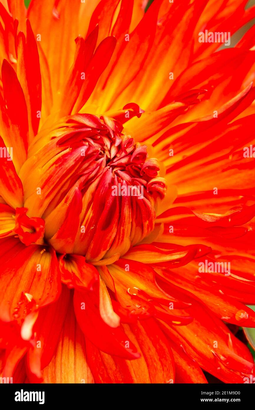 Dalia Nahaufnahme, um seine erstaunlich lebendige Farbe zu zeigen Stockfoto