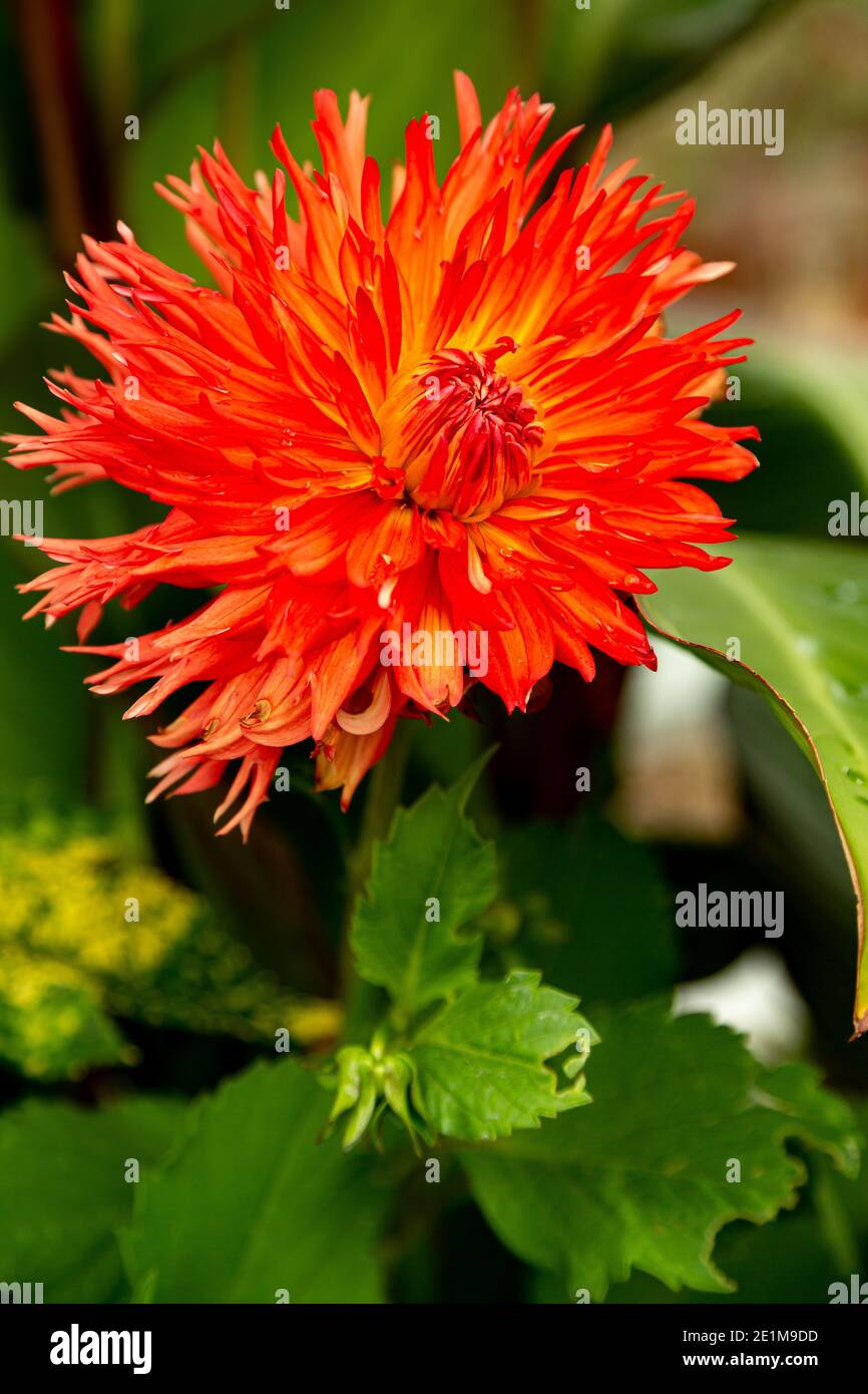 Dalia Nahaufnahme, um seine erstaunlich lebendige Farbe zu zeigen Stockfoto