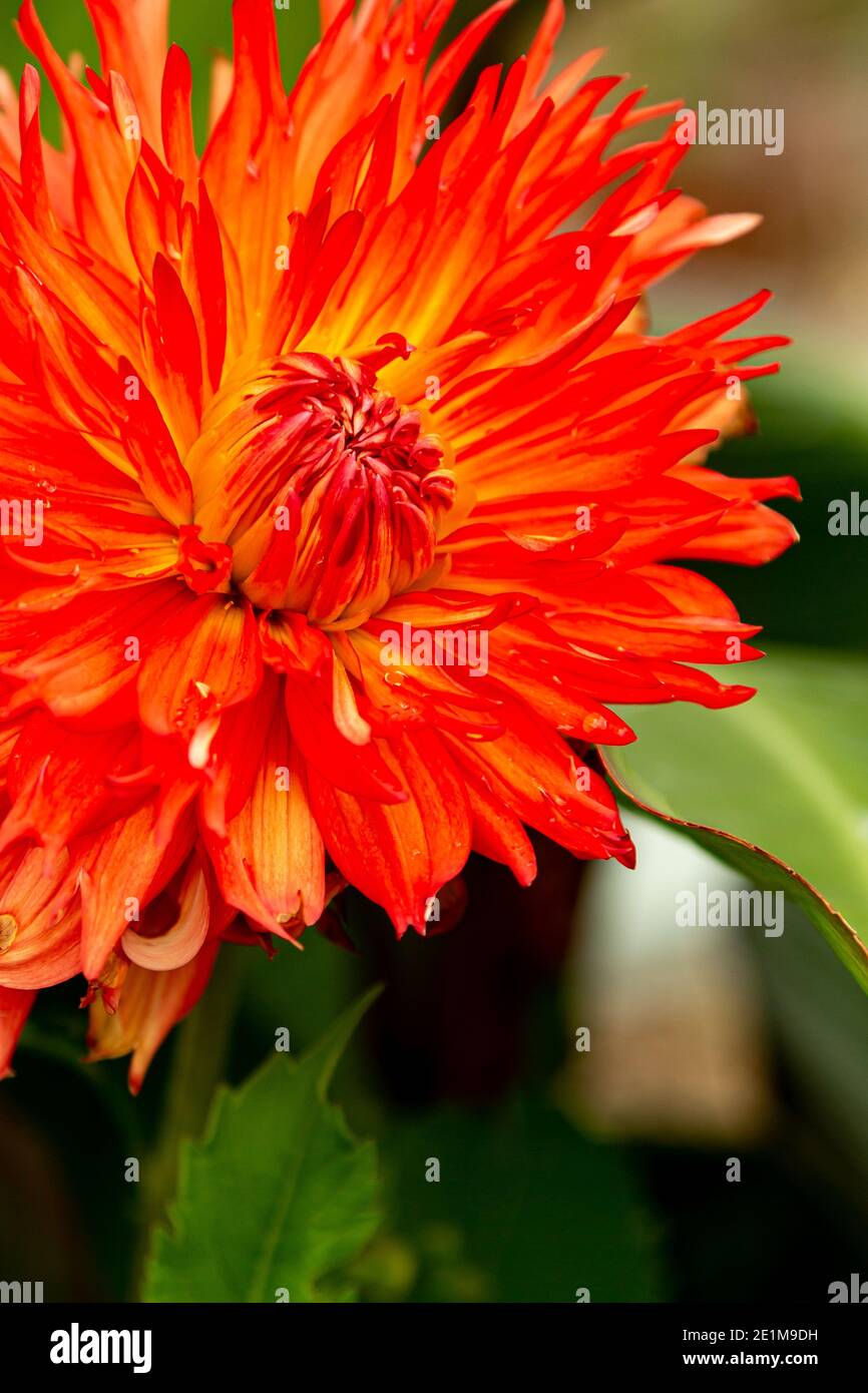 Dalia Nahaufnahme, um seine erstaunlich lebendige Farbe zu zeigen Stockfoto