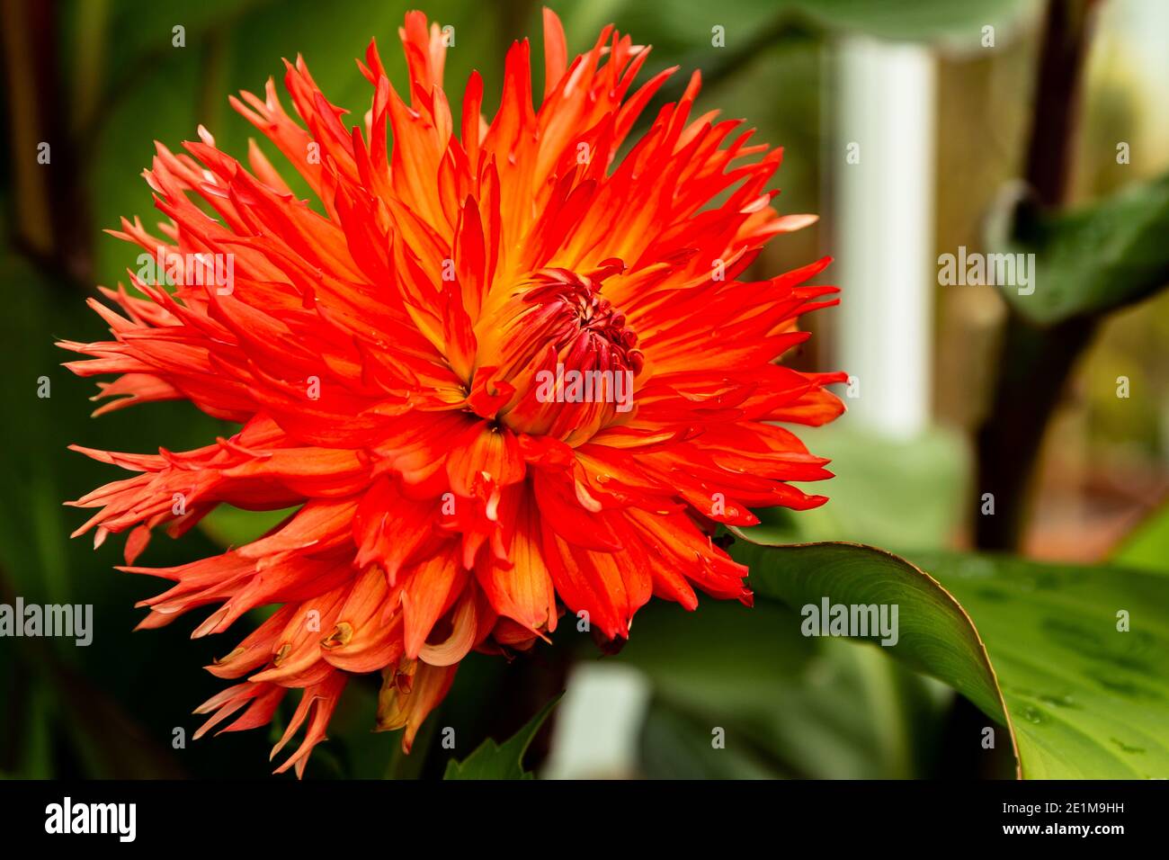 Dalia Nahaufnahme, um seine erstaunlich lebendige Farbe zu zeigen Stockfoto