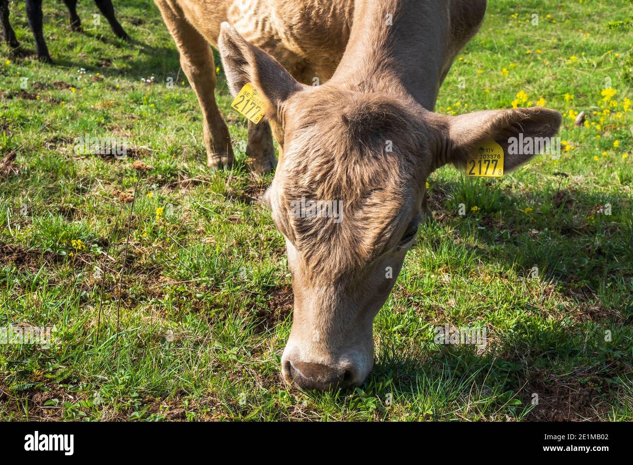 Grasende Kuh auf einer Wiese im Sommer Stockfoto