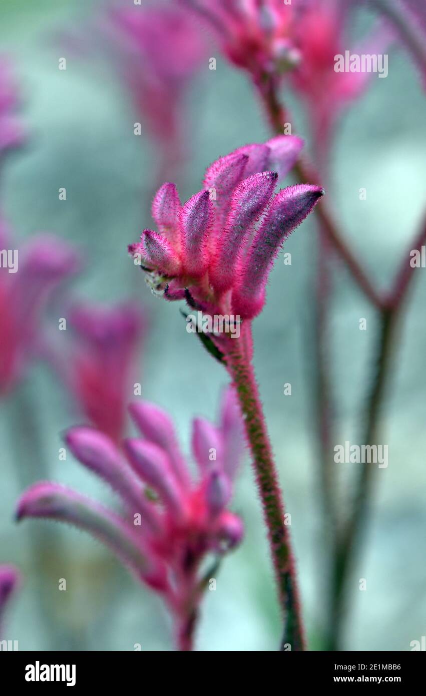 Rosa australische einheimische Känguru Pfote Blume, Bush Pearl cultivar, Familie Haemodoraceae. Zwerg mehrjährige Sorte, die das ganze Jahr über blüht Stockfoto