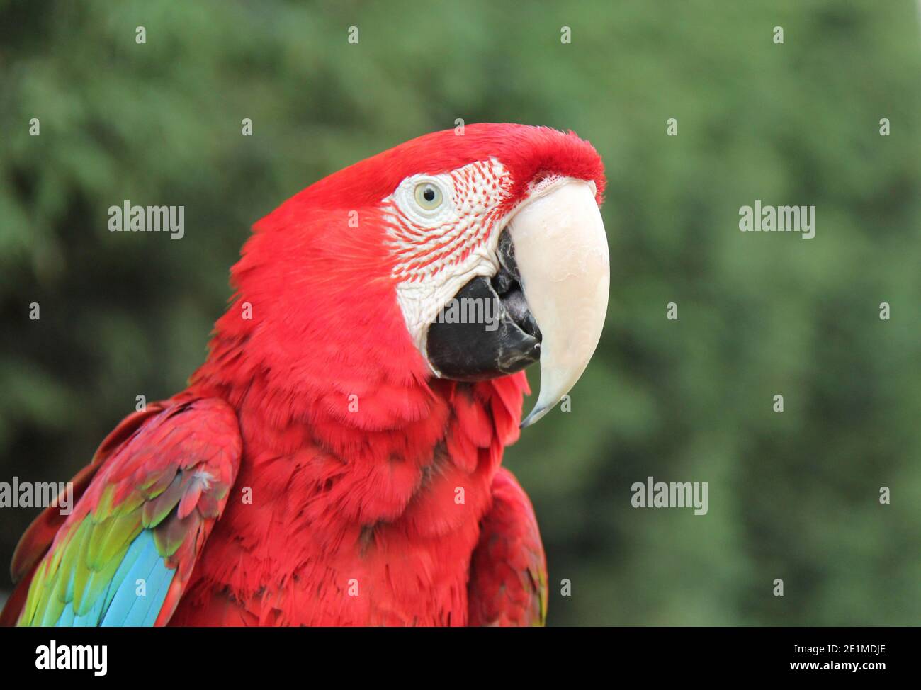 Ein schöner Papageienvogel mit Federmotiv und scharlachem Ara. Stockfoto