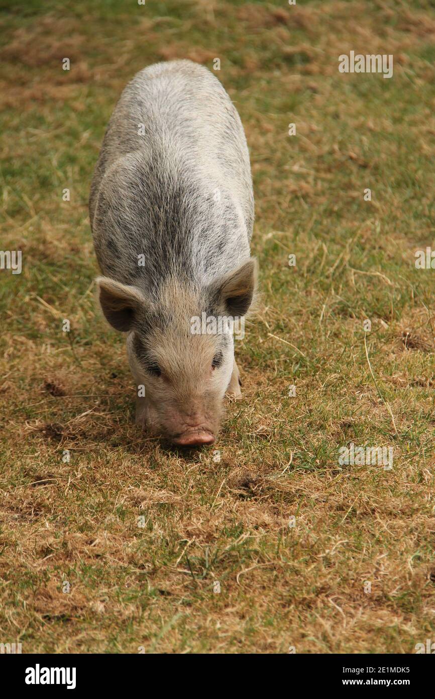 Ein Bauernhof Schwein auf der Nahrungssuche in einer Graswiese. Stockfoto