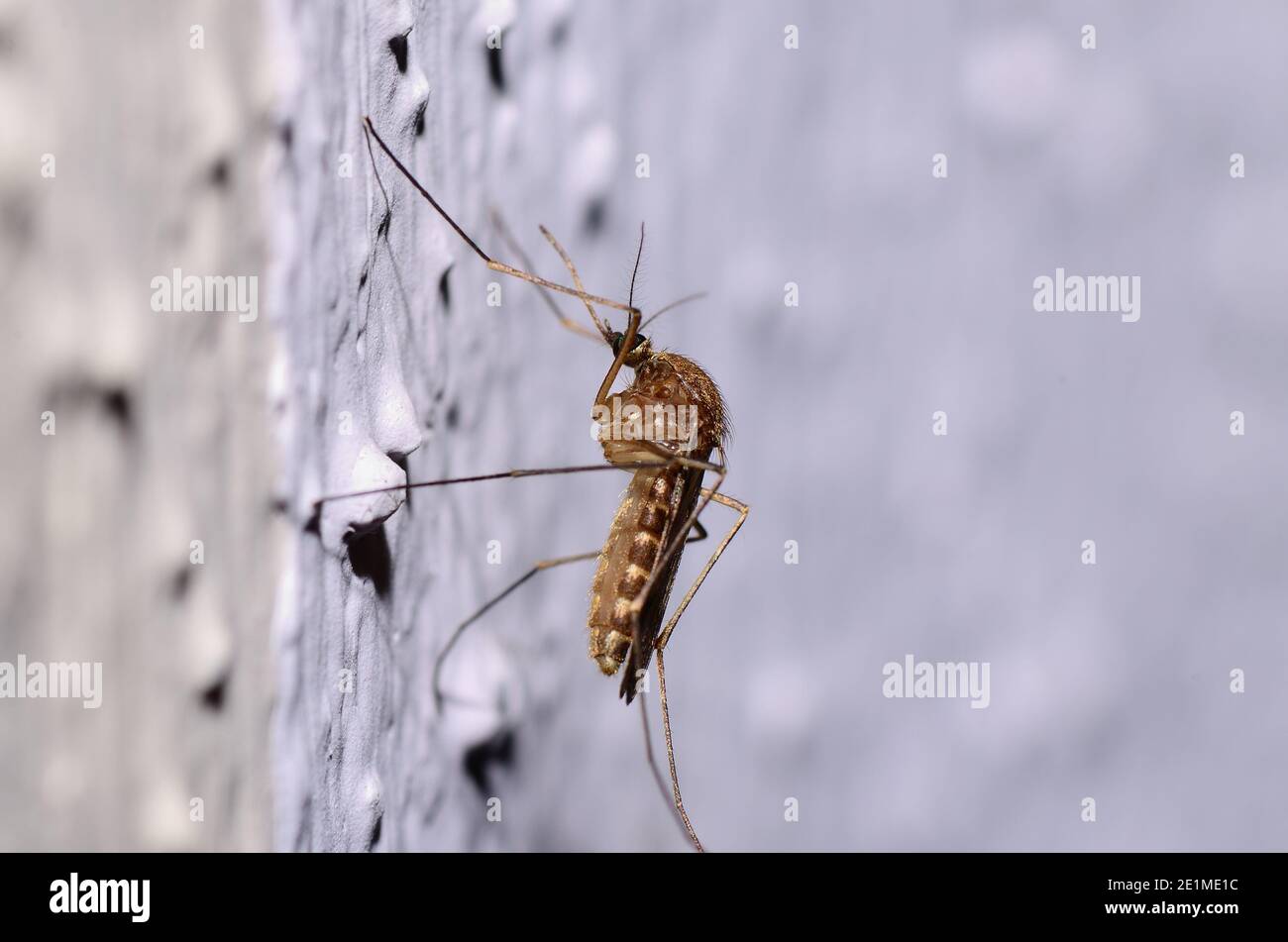 Große Mücke an einer weißen Wand tolle Aussicht Stockfoto